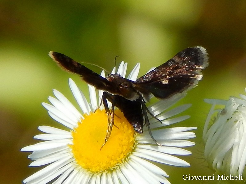 piccola farfallina nera:  Heliothela wulfeniana (Crambidae)